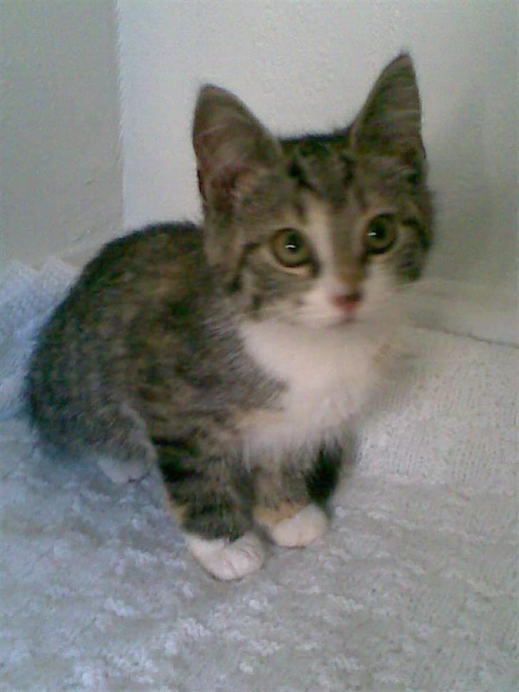 Blanding af racer Pippi (L) billede 1