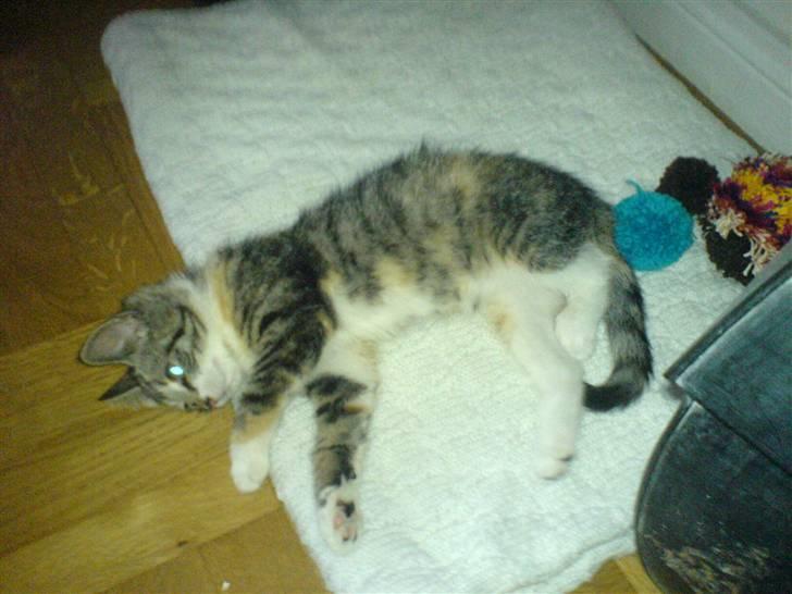 Blanding af racer Pippi (L) billede 2