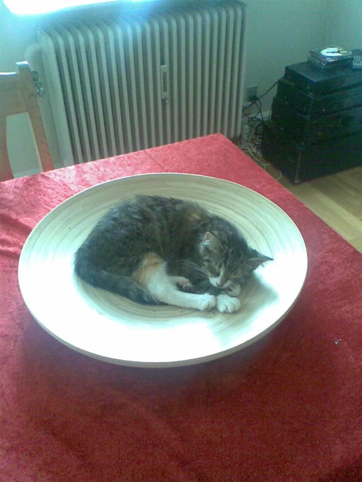 Blanding af racer Pippi (L) billede 3