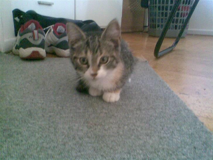 Blanding af racer Pippi (L) billede 4