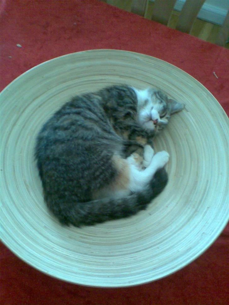 Blanding af racer Pippi (L) billede 5