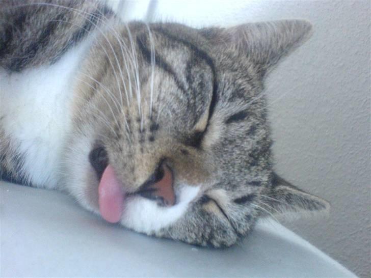 Blanding af racer Buster billede 14