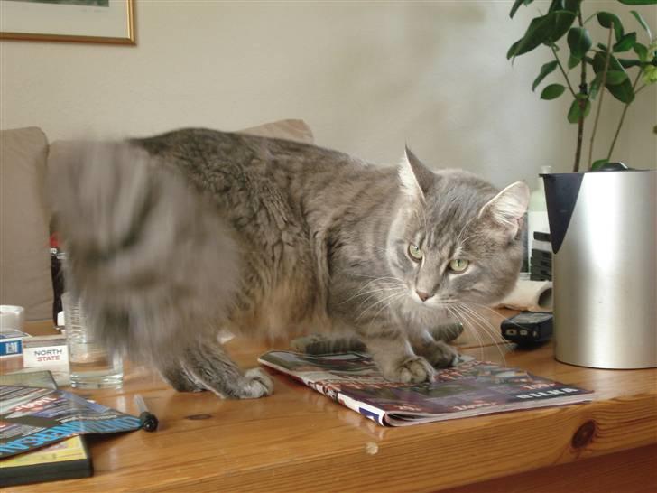 Maine Coon Julius Aflivet billede 1