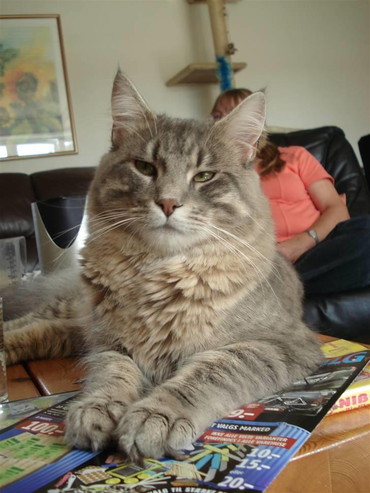 Maine Coon Julius Aflivet billede 2