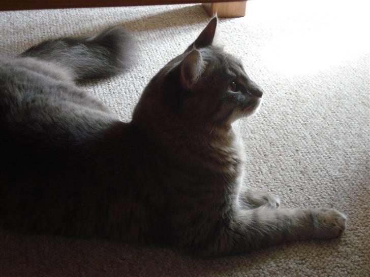 Maine Coon Julius Aflivet billede 4