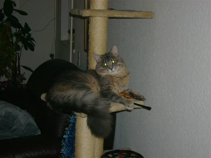 Maine Coon Julius Aflivet billede 6