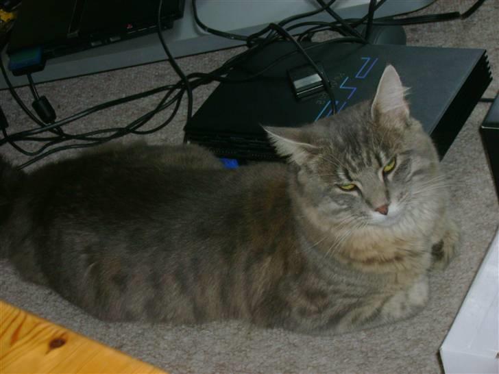 Maine Coon Julius Aflivet billede 7