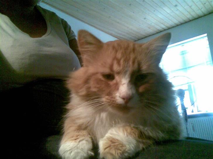 Norsk Skovkat Oskar billede 1