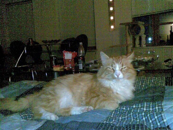 Norsk Skovkat Oskar billede 2