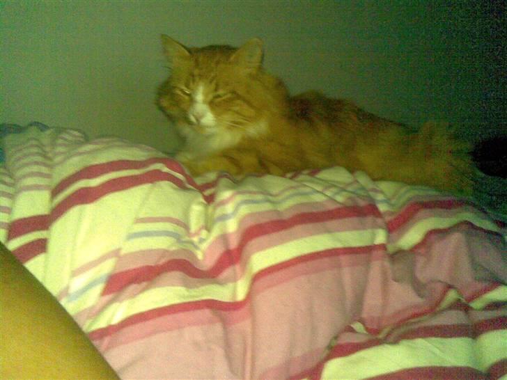 Norsk Skovkat Oskar billede 3