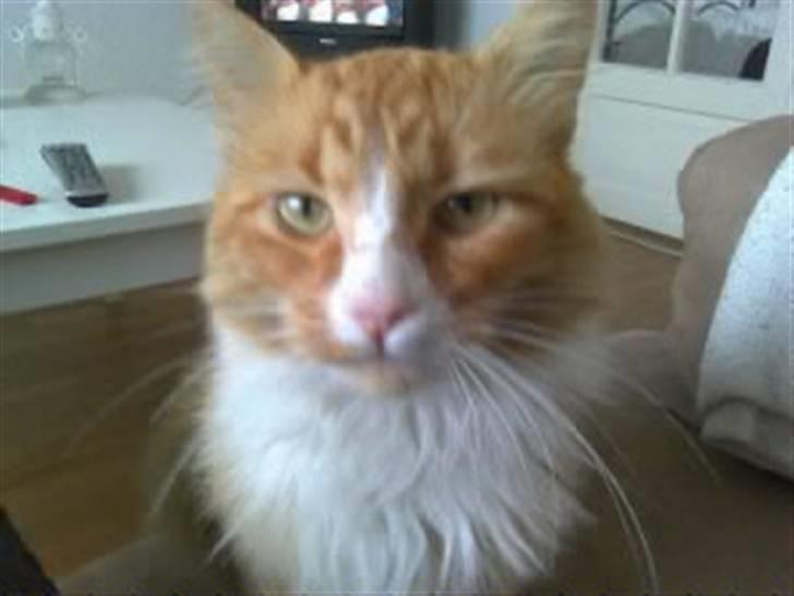 Norsk Skovkat Oskar billede 5