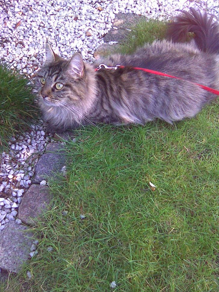 Maine Coon Fia  billede 6