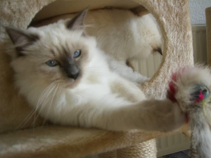 Hellig Birma Amaze - drøm sødt <3 billede 11