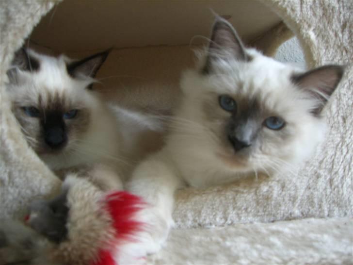 Hellig Birma Amaze - drøm sødt <3 billede 12