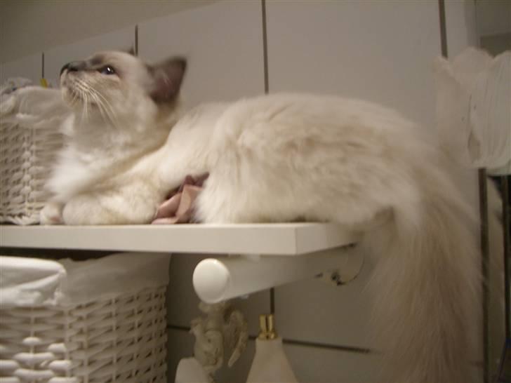 Hellig Birma Amaze - drøm sødt <3 billede 13