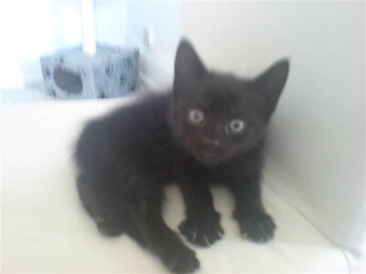 Huskat Stella (Tot) - Hva laver du? =) billede 3