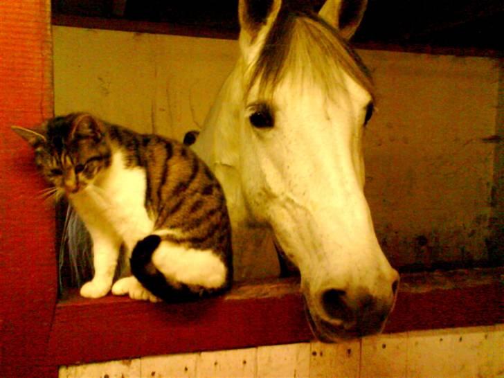 Huskat VRCL's Super Oskar *RIP* - Oskar oq Sara´s Pony- billede 13