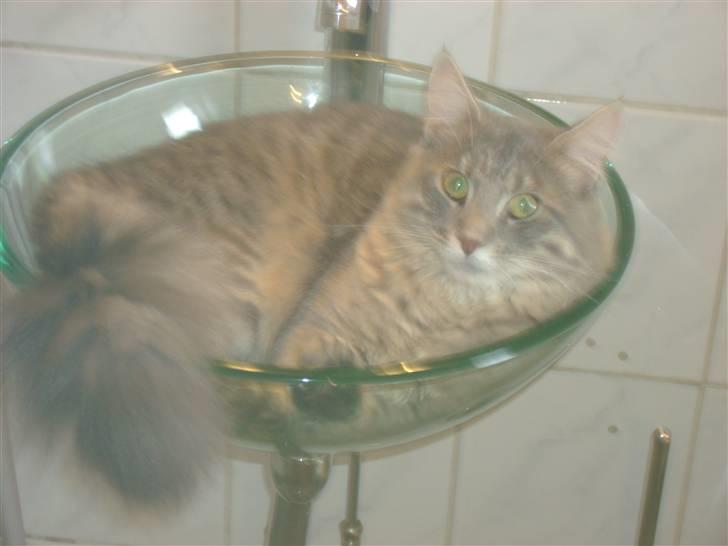 Maine Coon Julius Aflivet billede 8