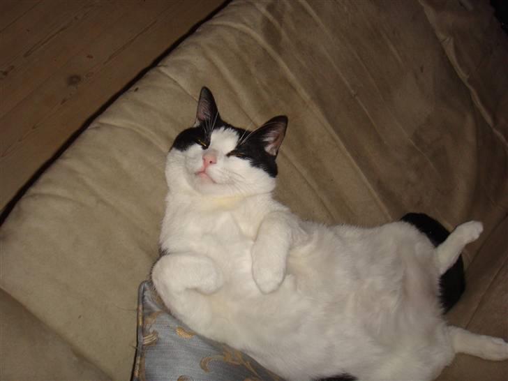Huskat Marius billede 3