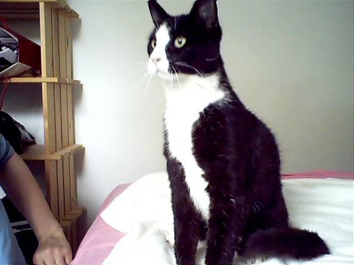 Blanding af racer Flipper/ mis - velkommen til flippers side, i må meget gerne skrive, skal nok skrive 100% tilbage billede 1