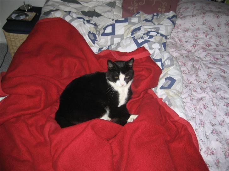 Blanding af racer Flipper/ mis - se hvordan han rigtig putter sig billede 2