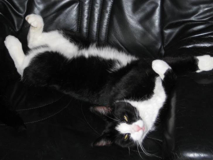 Blanding af racer Flipper/ mis - hygge dag(L) billede 3