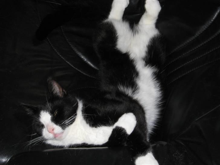 Blanding af racer Flipper/ mis -  han er så nuttet<3 billede 4