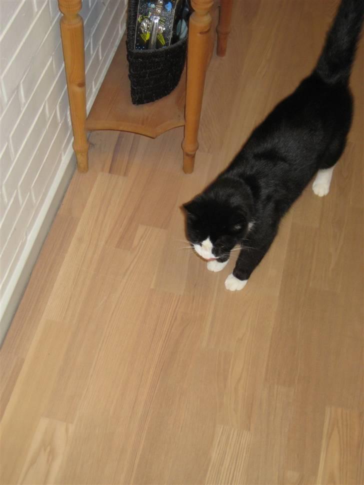 Blanding af racer Flipper/ mis billede 5