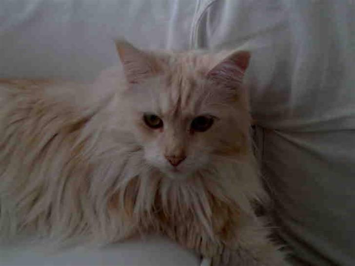 Maine Coon Nala " Prinsessen " billede 9