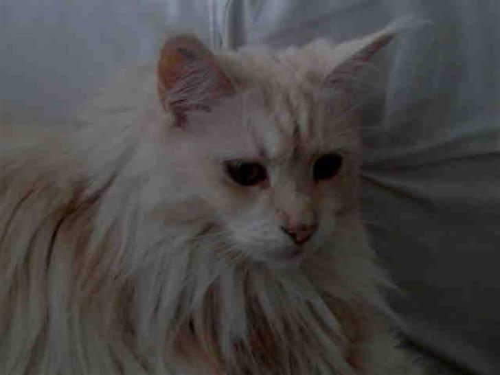 Maine Coon Nala " Prinsessen " billede 10