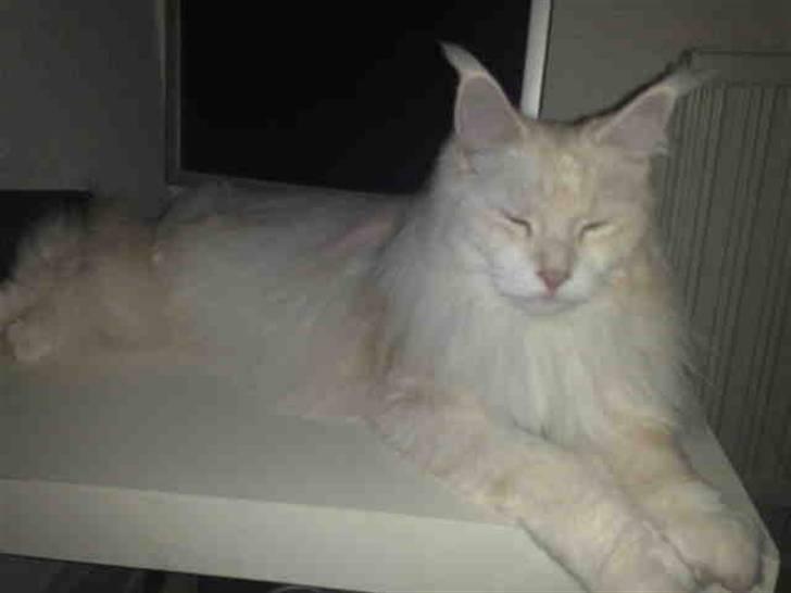 Maine Coon Nala " Prinsessen " billede 12