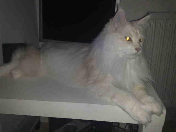 Maine Coon Nala " Prinsessen " billede 13