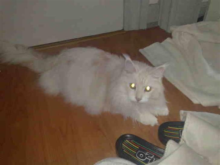 Maine Coon Nala " Prinsessen " billede 14