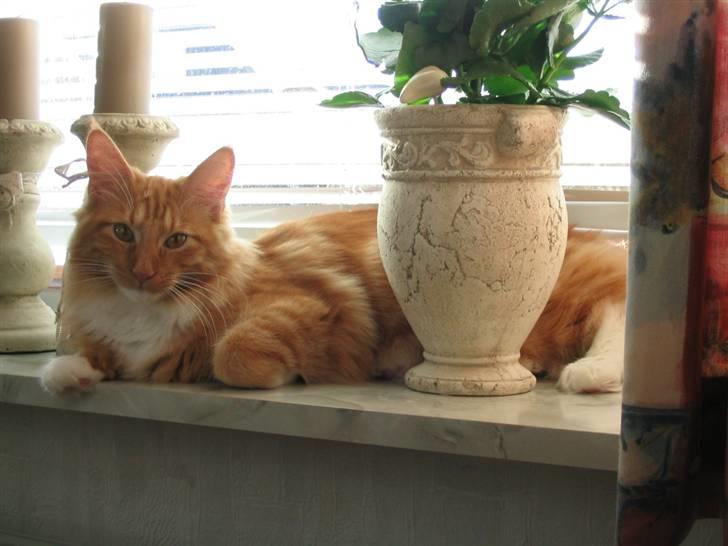 Maine Coon Sebastian billede 1