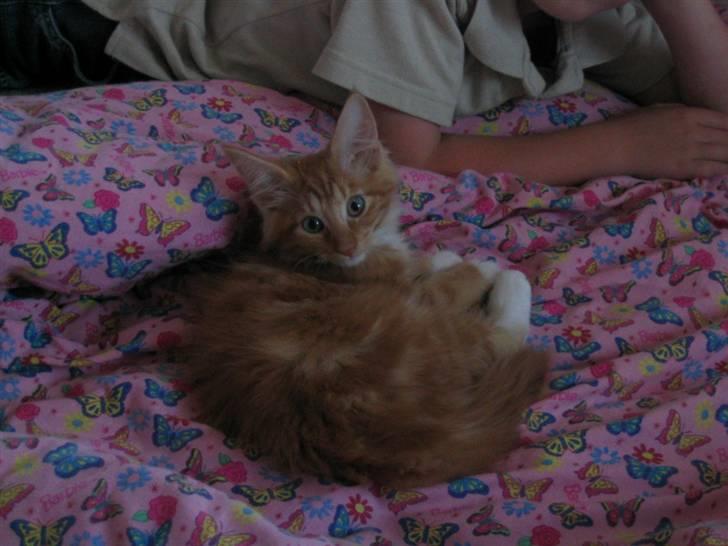 Maine Coon Sebastian - Sebastian små 3mdr gammel billede 2