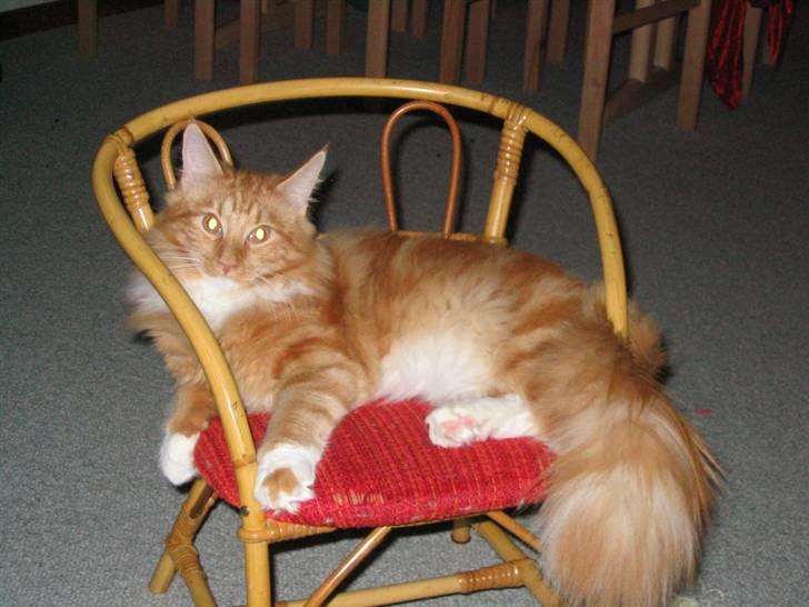 Maine Coon Sebastian - Sleeping my day away :D billede 3