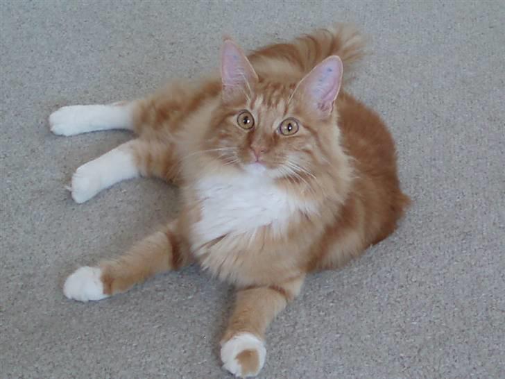 Maine Coon Sebastian billede 4