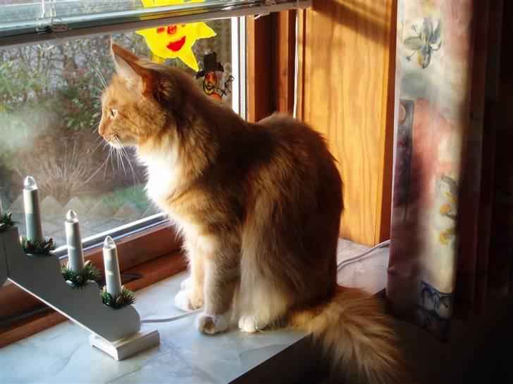 Maine Coon Sebastian billede 5