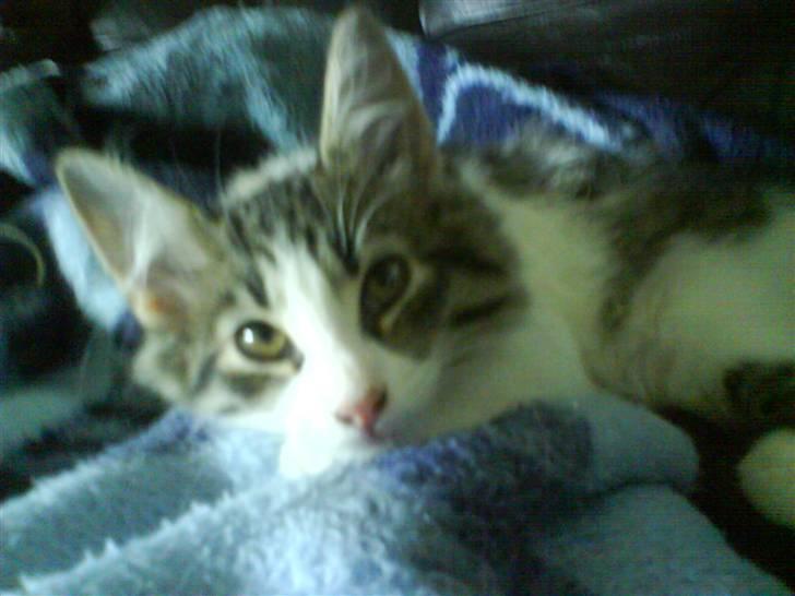 Blanding af racer plet aka prins pjuskepels billede 1