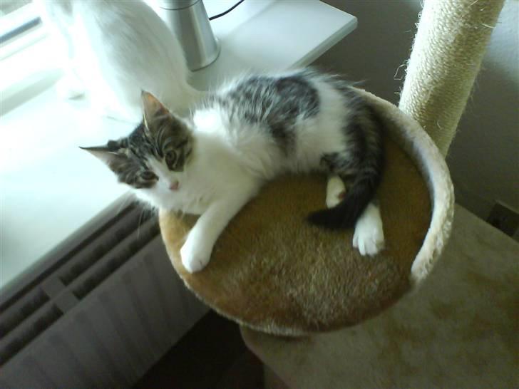 Blanding af racer plet aka prins pjuskepels billede 2