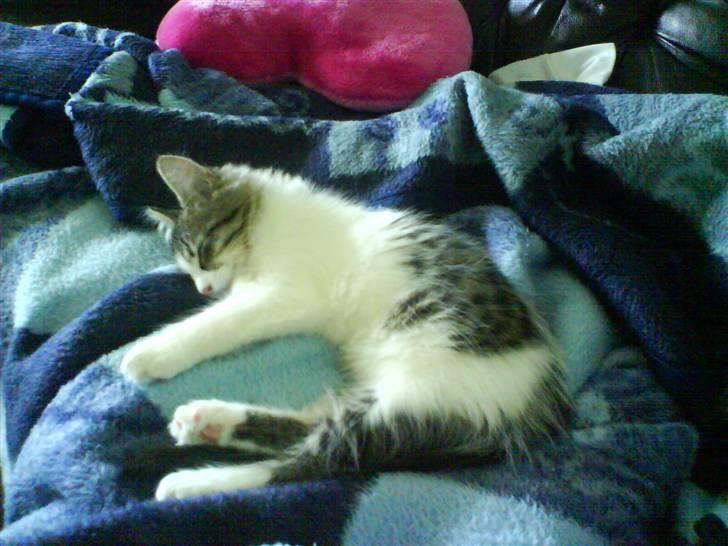 Blanding af racer plet aka prins pjuskepels billede 3