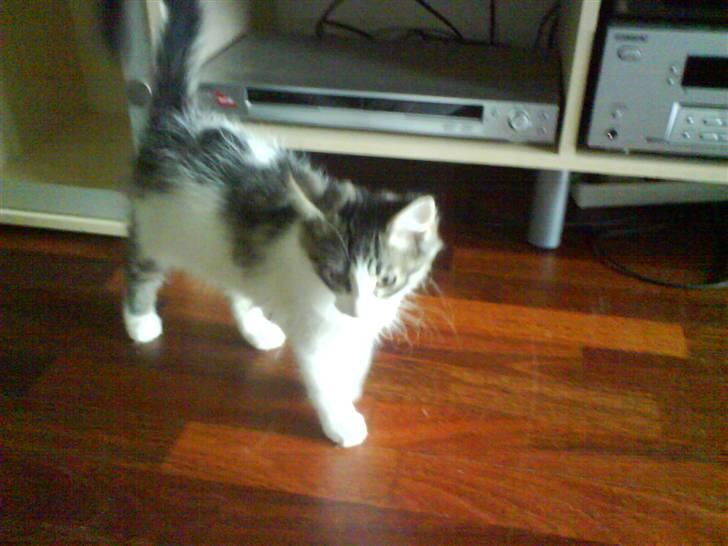 Blanding af racer plet aka prins pjuskepels billede 4