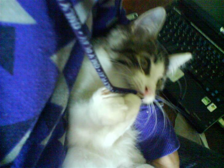 Blanding af racer plet aka prins pjuskepels billede 5