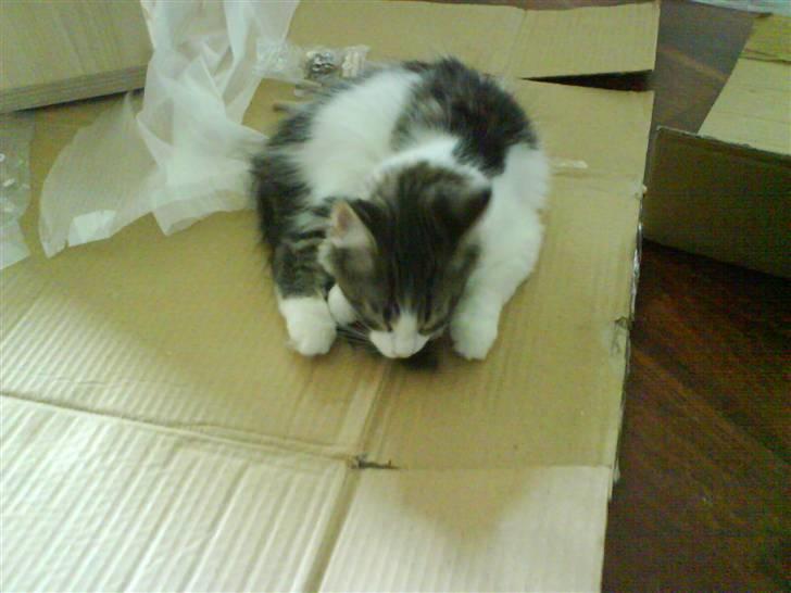 Blanding af racer plet aka prins pjuskepels billede 6