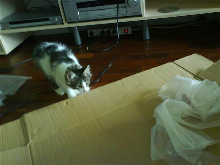 Blanding af racer plet aka prins pjuskepels - hvad er det  billede 7