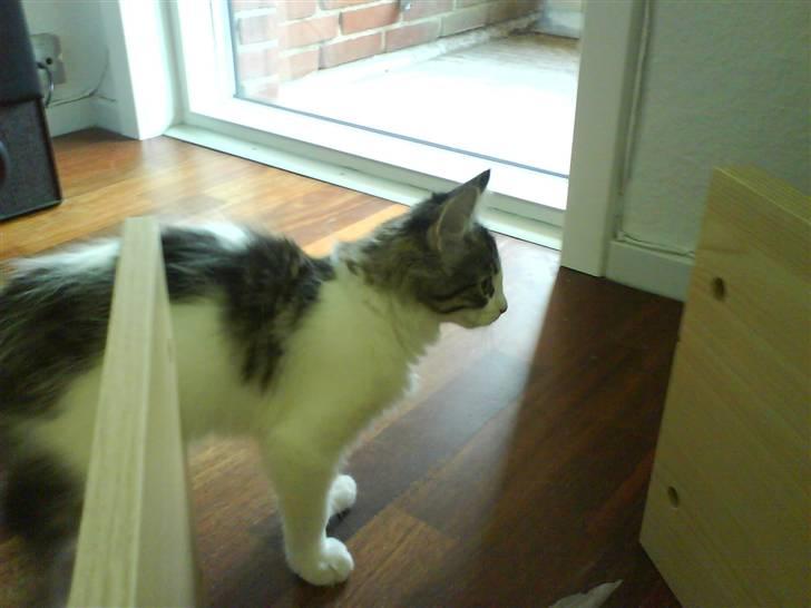 Blanding af racer plet aka prins pjuskepels - hva er nu det for noget?? det var her ikk i går  billede 8