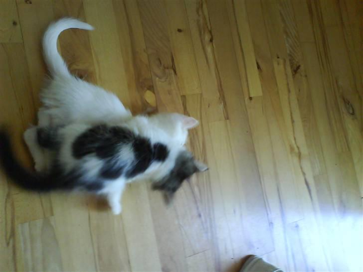 Blanding af racer plet aka prins pjuskepels - dengang jeg kunne banke tyson :D billede 9