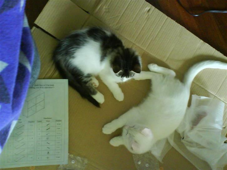 Blanding af racer plet aka prins pjuskepels billede 10