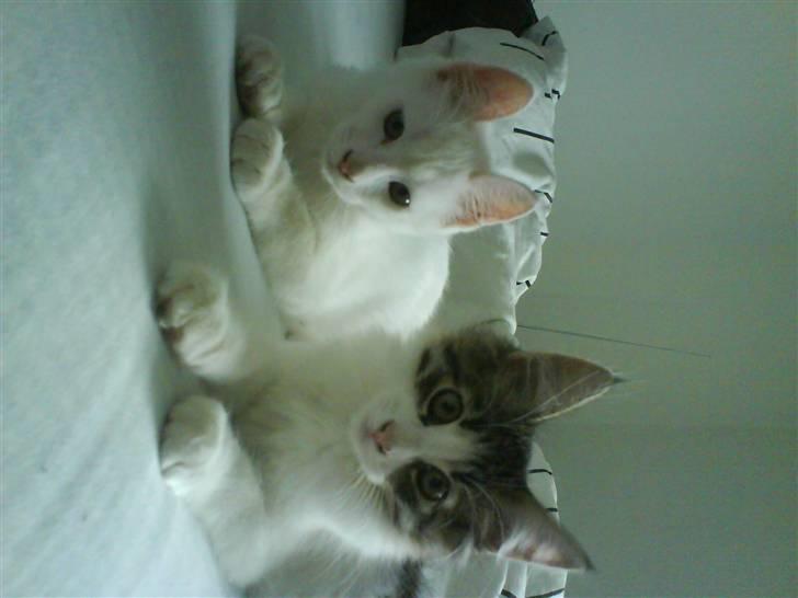 Blanding af racer plet aka prins pjuskepels - hygge i sengen  billede 11