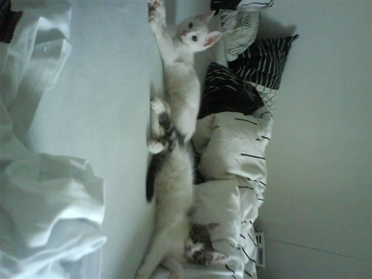 Blanding af racer plet aka prins pjuskepels - hygge i sengen :D billede 12